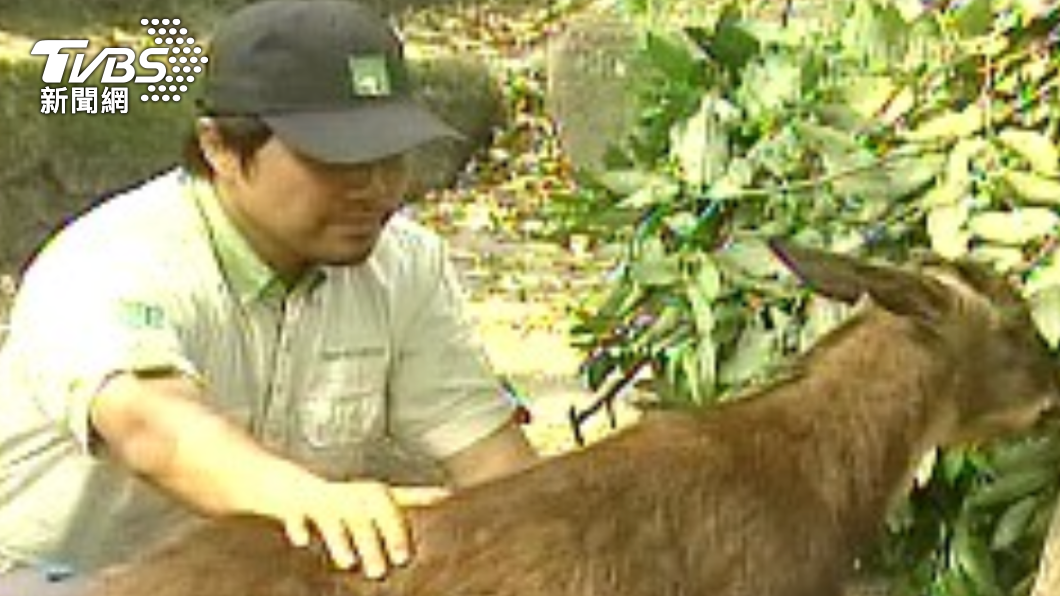 2011年台灣回贈中國大陸一對長鬃山羊和台灣梅花鹿。（資料照片／TVBS）