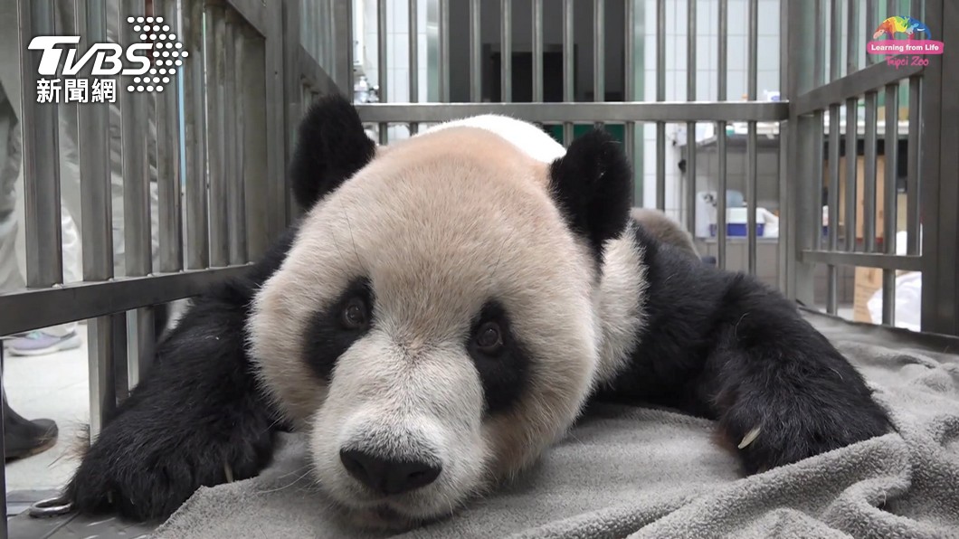 團團是台北市立動物園的大明星。（圖／TVBS）
