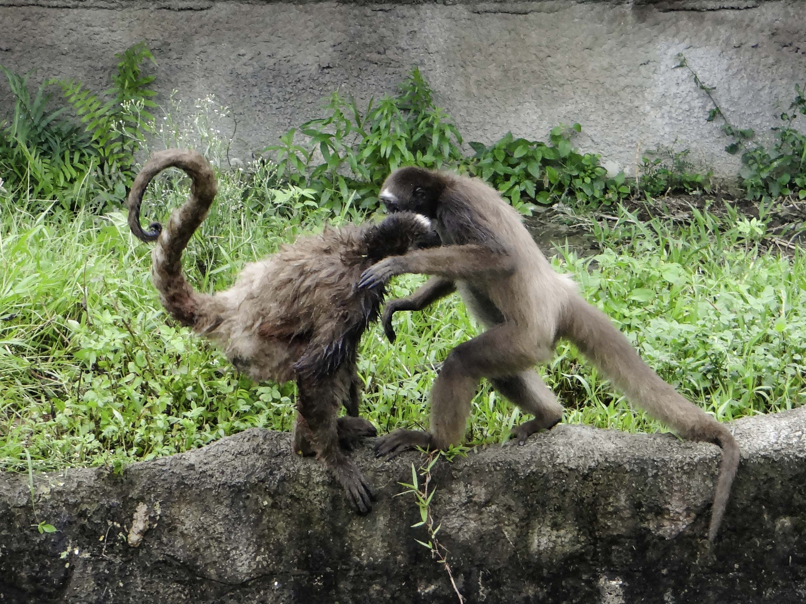 打架鬧事是棕蜘蛛猴的日常。（圖／台北市立動物園提供）
