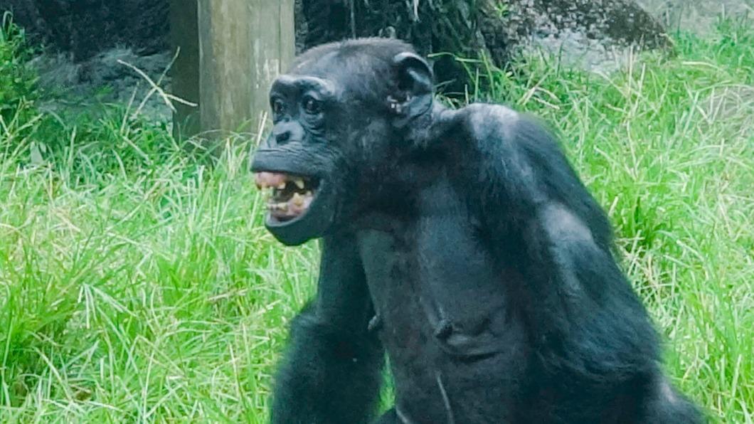 黑猩猩露出牙齦和兩排牙齒，看似人類微笑、開心的模樣，其實是黑猩猩表示恐懼或威嚇的表現。（圖／台北市立動物園提供）