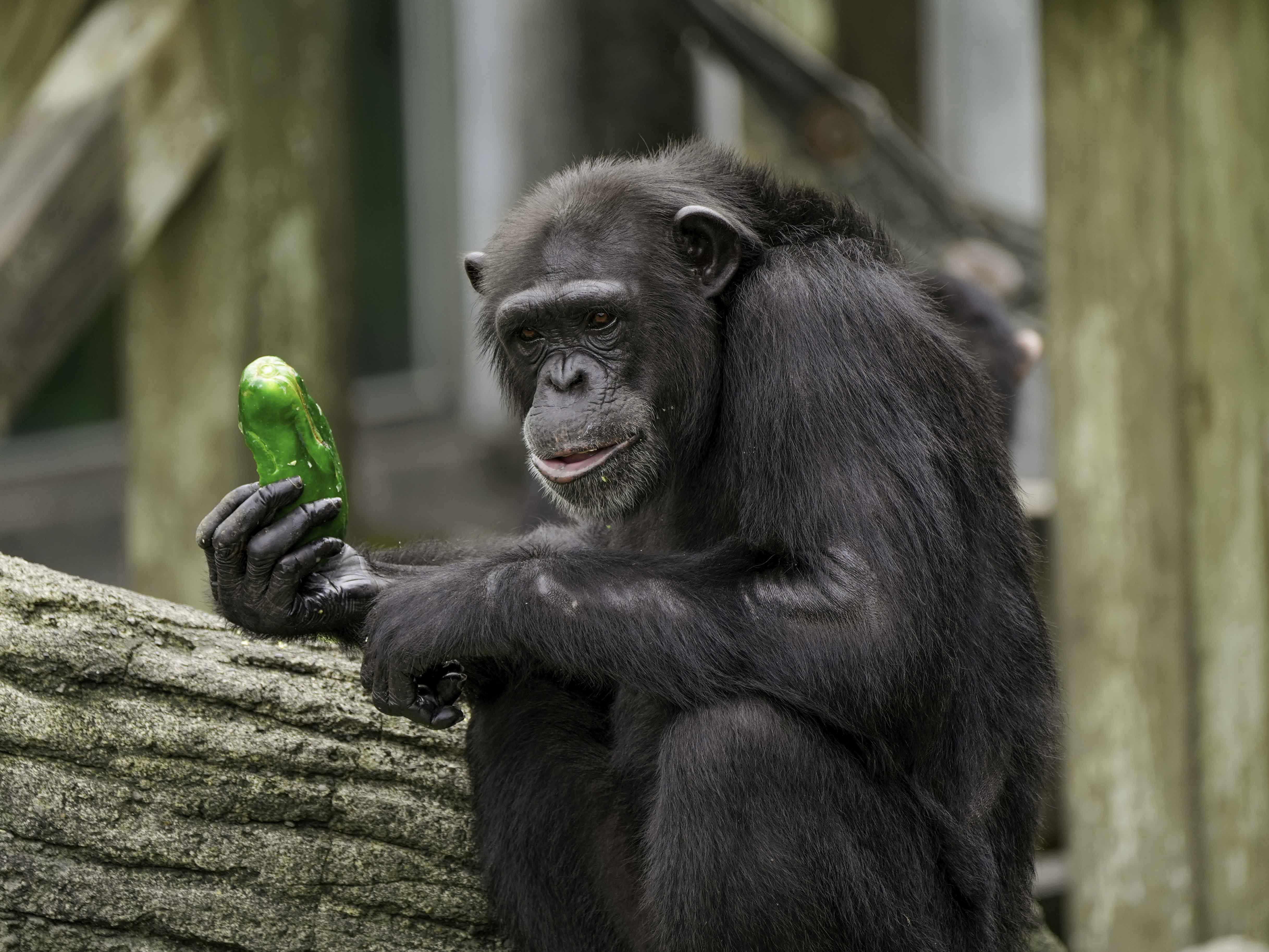 跟真正的黑猩猩相比，《猩球崛起》里可能还不够聪明。 - 知乎