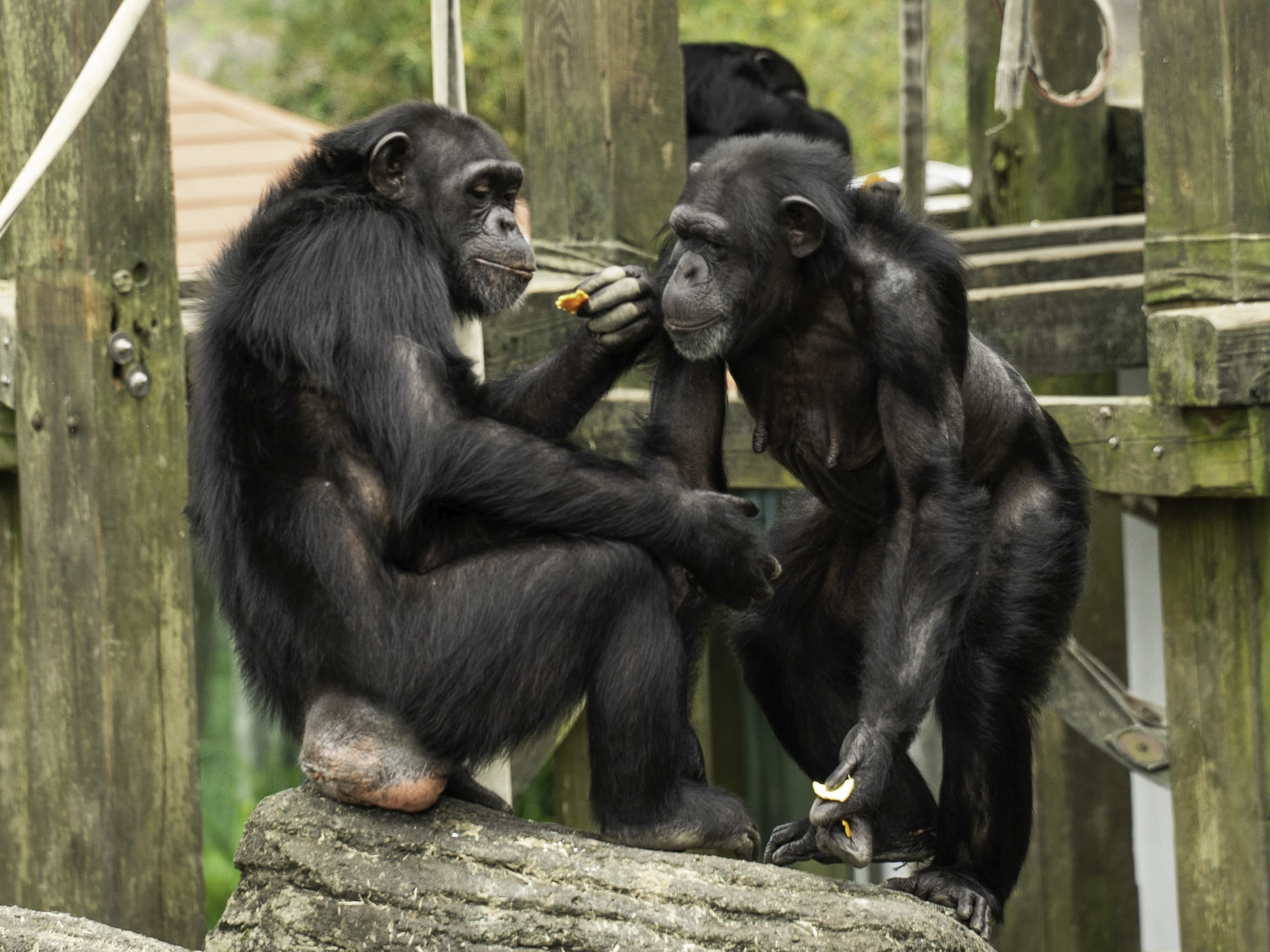 多圖 黑猩猩咧嘴 不是在笑 學牠小心激怒被食物k 微笑 笑容 開心 Tvbs新聞網