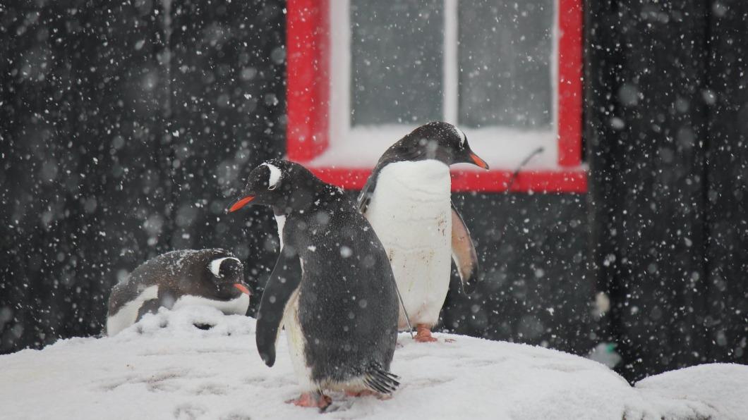去南極無人島管理和統計企鵝數量，這份奇怪工作你願意做嗎。（圖／翻攝自英國南極遺產信託基金會粉專）