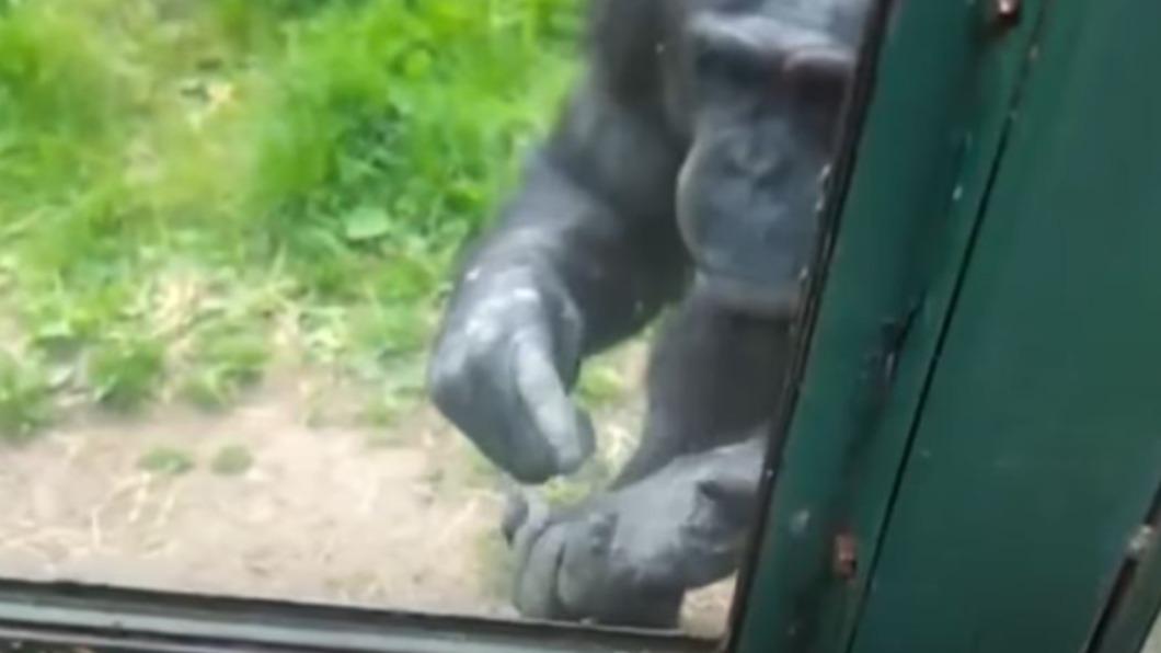 有一隻黑猩猩隔著窗戶對著遊客狂比手畫腳。（圖／翻攝自The Dodo YouTube）