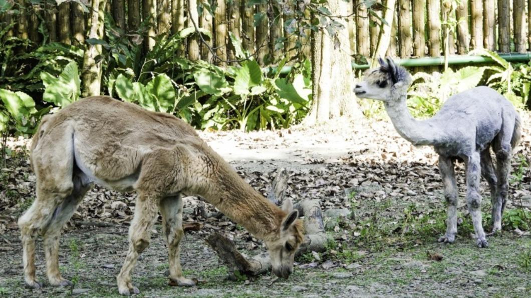 兒童動物區羊駝家族。（圖／台北市立動物園提供）