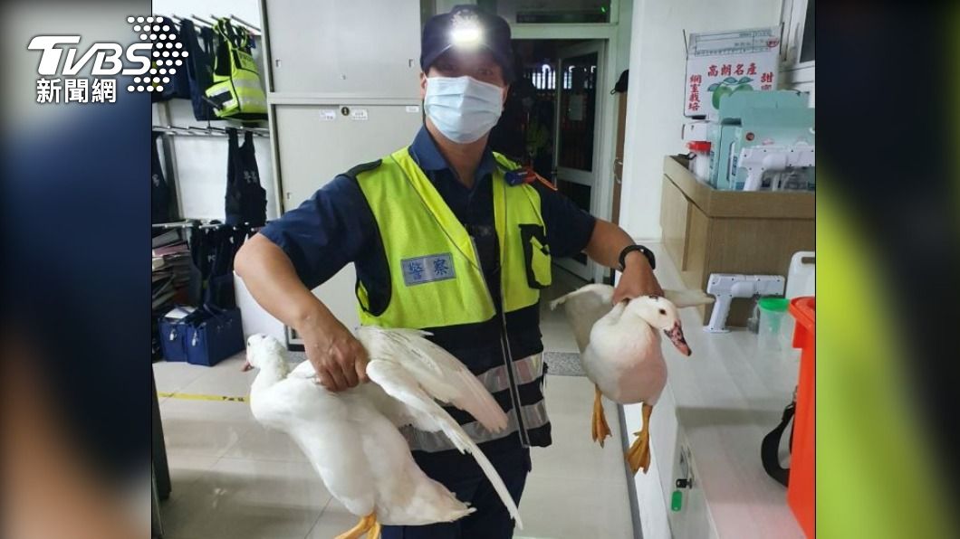 員警抓到兩隻大白鴨。（圖／TVBS）
