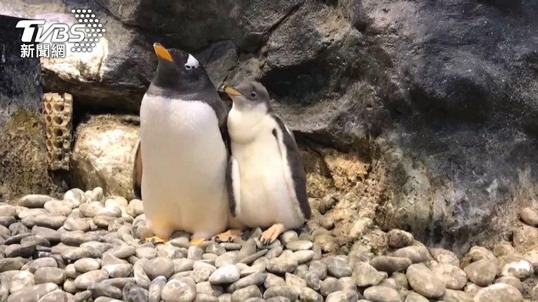 海洋生物博物館將標售非保育類企鵝36隻。　（圖／TVBS）