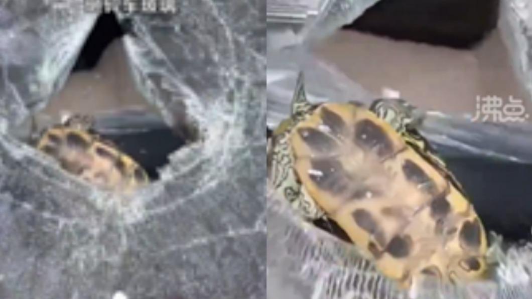 寵物巴西龜跌落8樓，撞碎擋風玻璃。（圖／翻攝自沸點新聞）