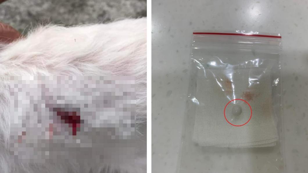 白狗被射傷流血。（圖／TVBS）