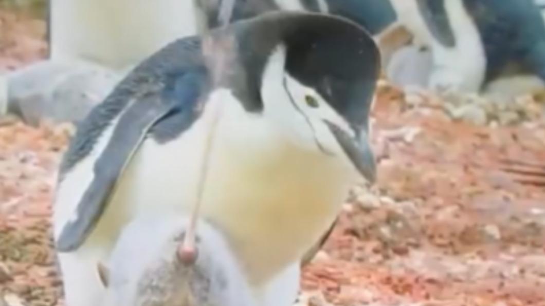 《BBC》製作的「冰凍星球II」（Frozen Planet II）紀錄片，曝光了企鵝「互相噴射排泄物」畫面。（圖／翻攝自推特）