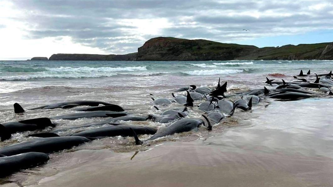 紐西蘭南部查塔姆島驚傳477頭領航鯨擱淺死亡。（圖/翻攝自紐國環境部）