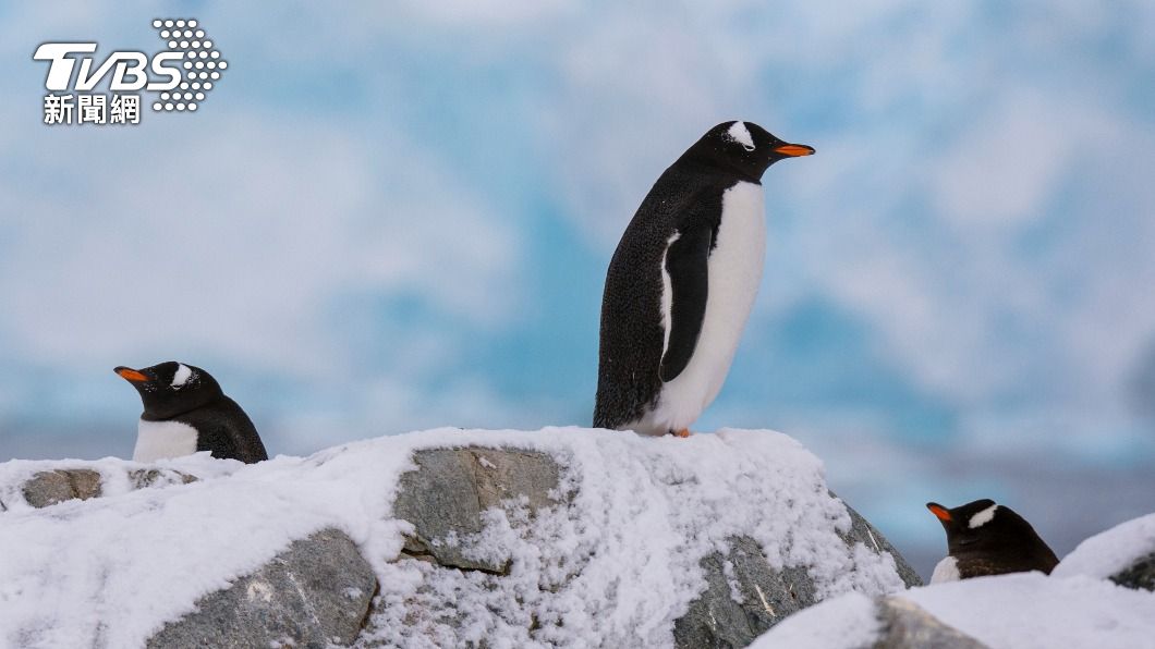 南極的「巴布亞企鵝」。（圖／達志影像美聯社）