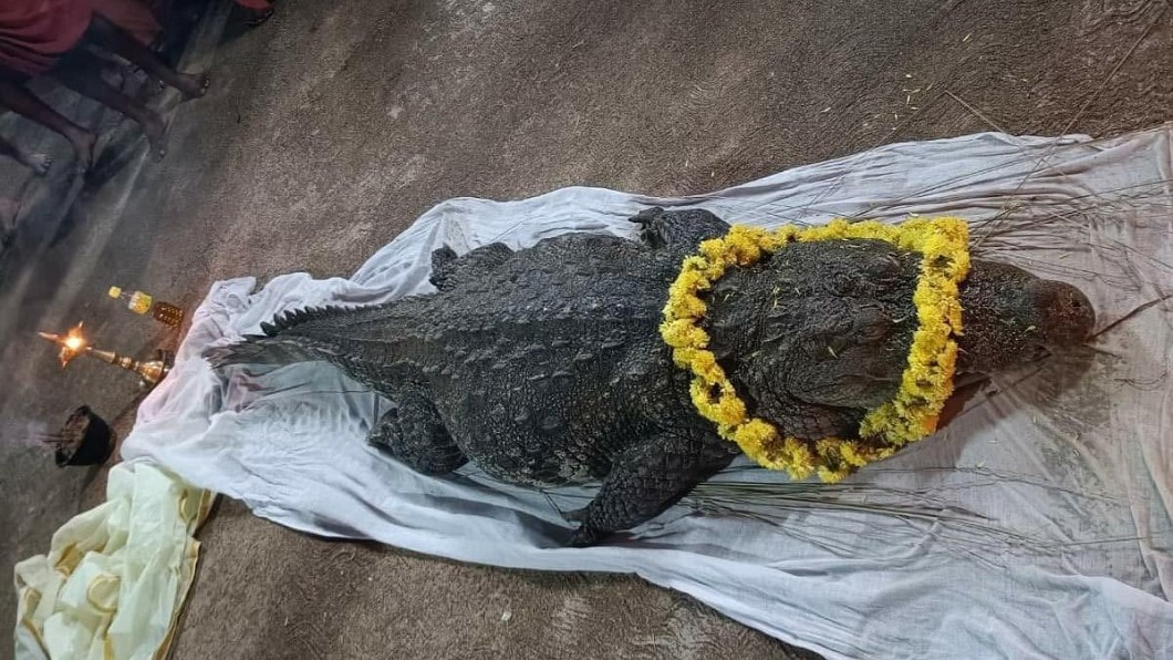 印度一隻茹素超過70年的神鱷近日驚傳過世。（圖／翻攝自推特Shobha Karandlaje @ShobhaBJP）