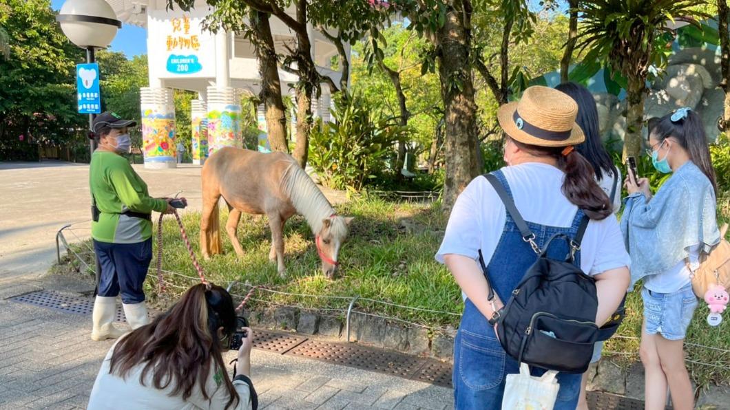 民眾看到動物驚喜又開心，一路跟著動物拍照。（圖／台北市立動物園提供）