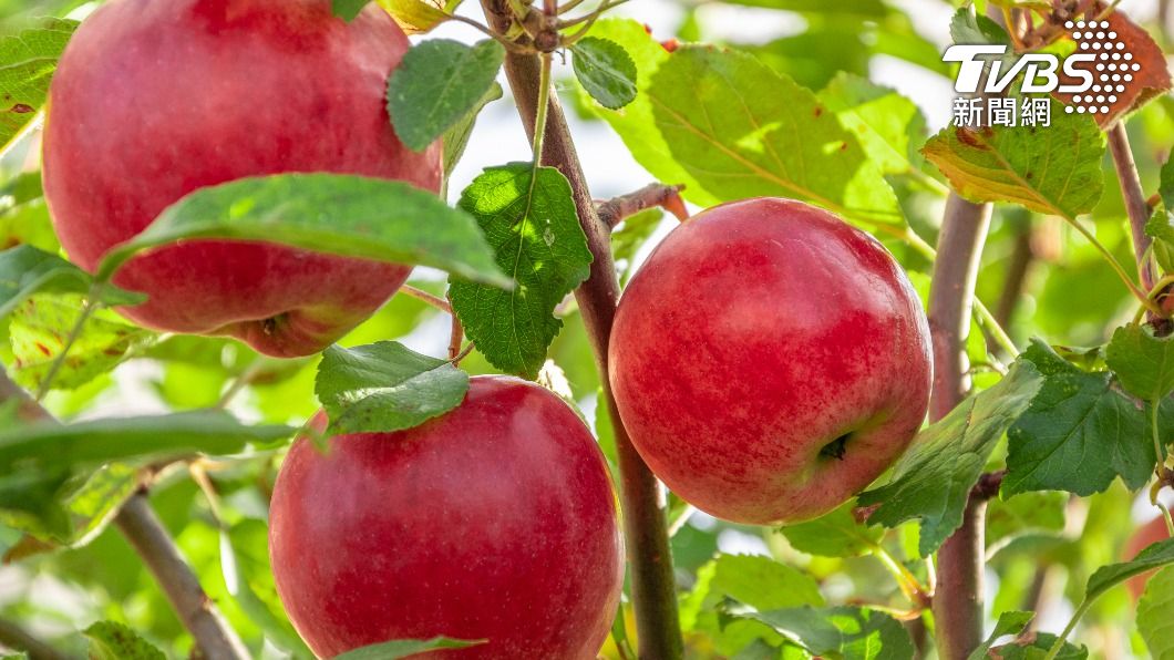 營養師建議，可以吃一些天然食材保護氣管呼吸道，例如：蘋果。（示意圖／shutterstock達志影像）