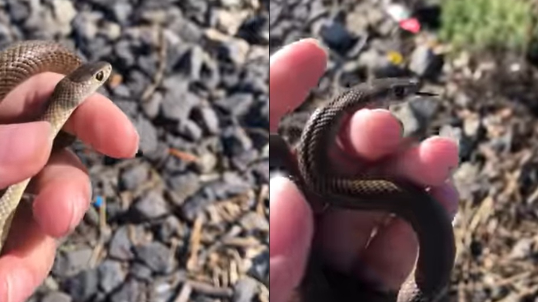 澳洲一名女童路邊撿到小蛇把玩卻讓專家看了整個嚇呆。（圖／翻攝自臉書粉專Stewy the Snake Catcher）