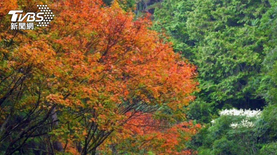 阿里山往自忠的路段楓葉開始變色。　（圖／中央社）