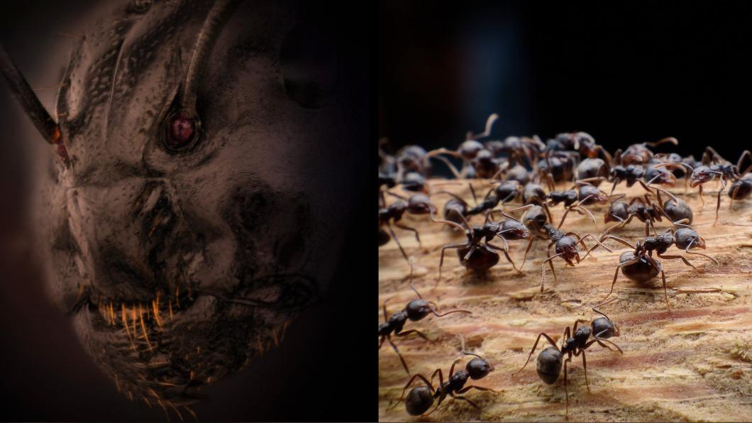 螞蟻的「正臉特寫照」奪得攝影獎的優秀作品。（圖／翻攝自shutterstock 達志影像、nikonsmallworld官網）