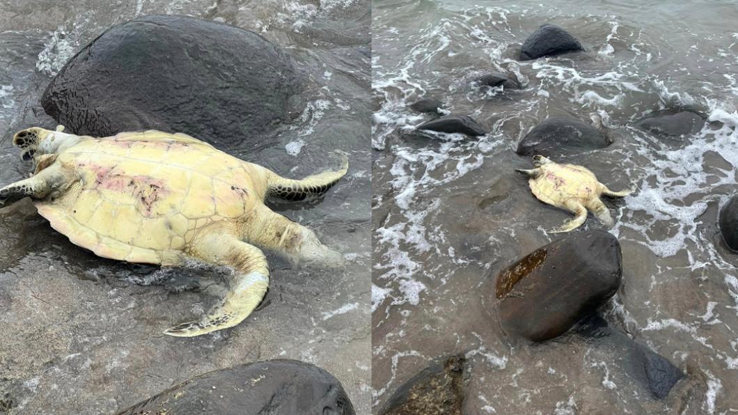 網友淨灘時見到翻肚的海龜。（圖／翻攝自臉書「路上觀察學院」）