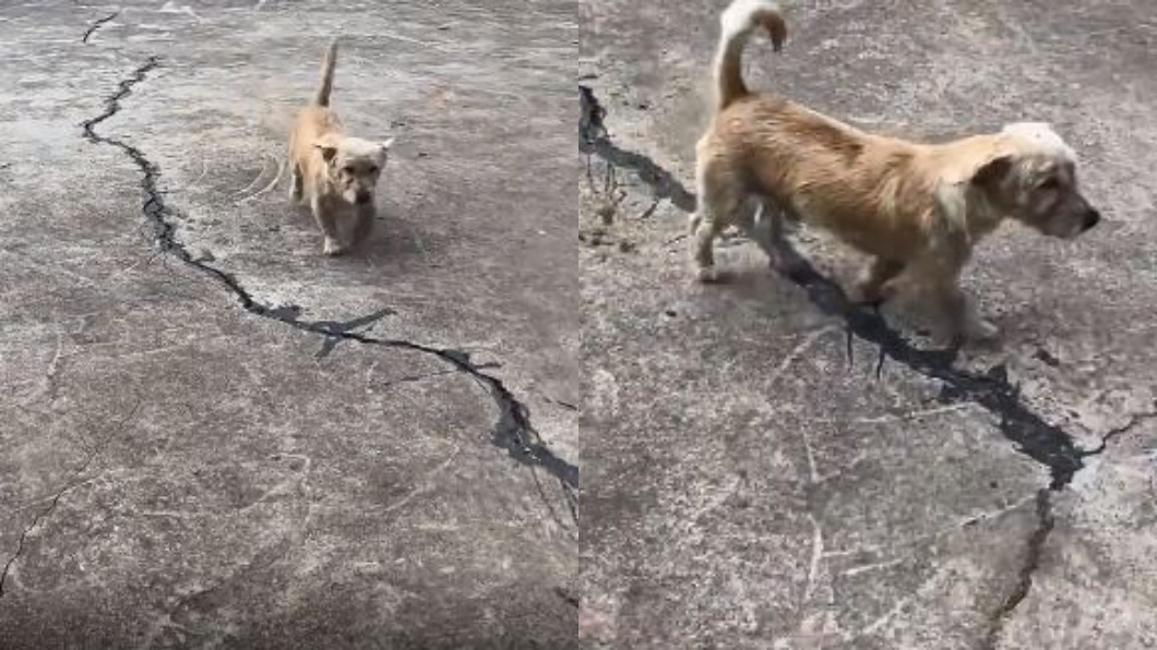 大陸重慶一隻狗狗遭主人丟包50公里遠結果1週後跑回家了。（圖／翻攝自沸點視頻）
