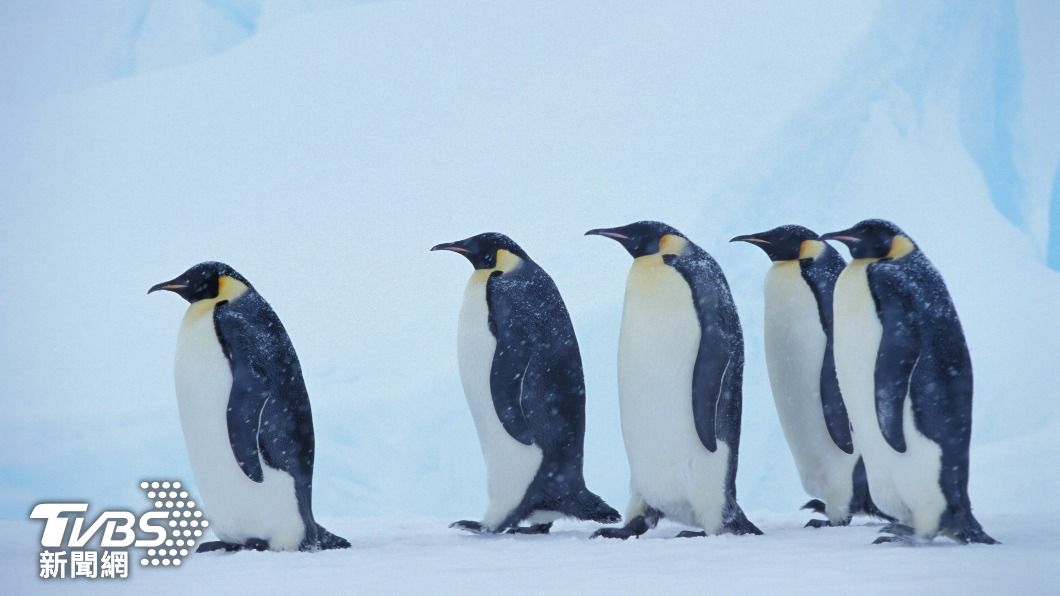 氣候暖化傷害其棲息地，讓皇帝企鵝生存面臨危機。（圖/達志影像美聯社）