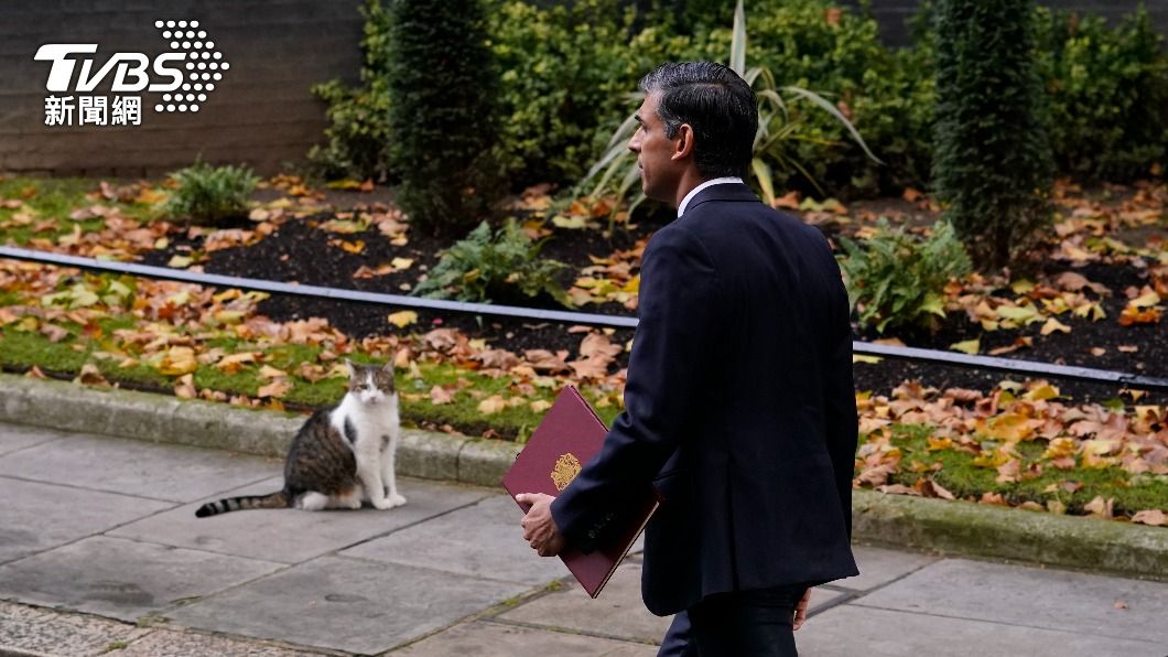 新任英國首相蘇納克（Rishi Sunak）首度與「英國第一貓」賴瑞（Larry）同框。（圖／達志影像美聯社）