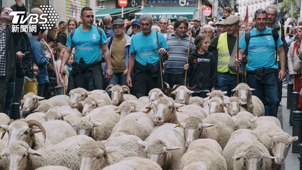 羊群和牧羊人穿行馬德里老城區狹小的古老街道。（圖／中央社）