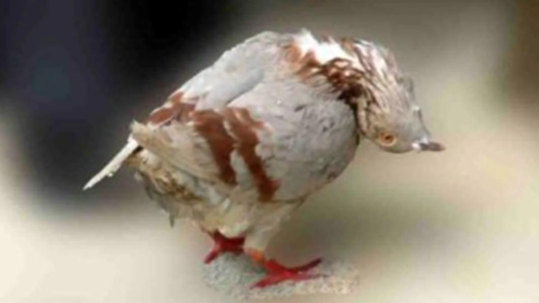 英國澤西島（Jersey）上，近期有大量鴿子出現脖子歪折扭曲、身體原地打轉、無法站立等詭異情況。（圖／翻攝自《紐約郵報》）