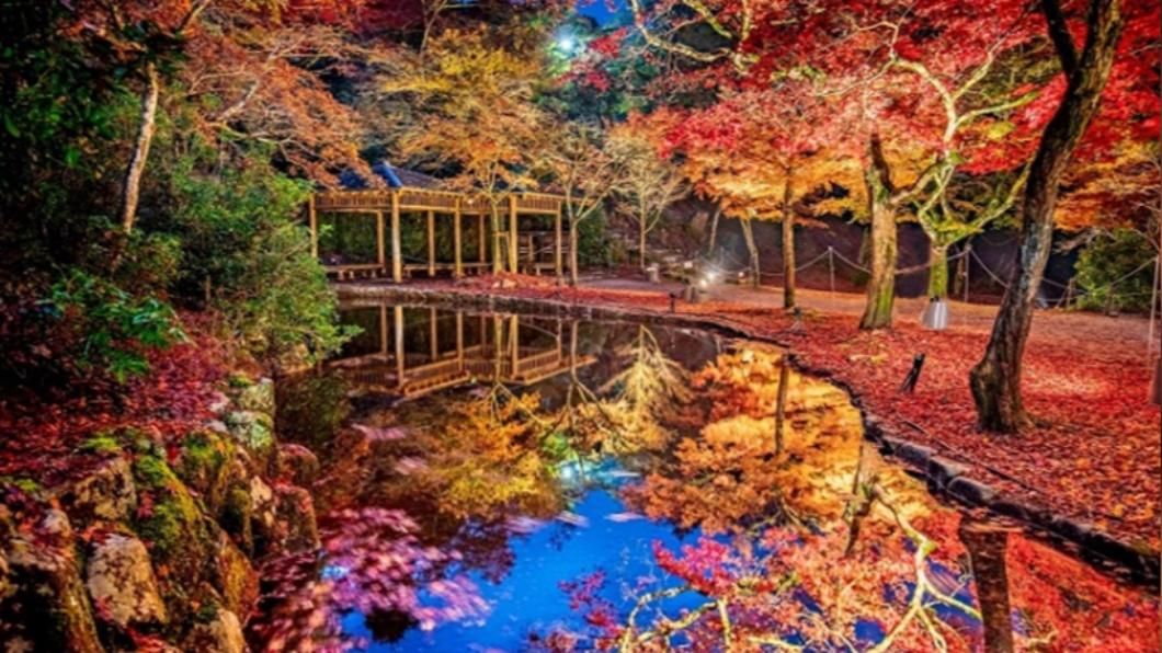 廣島紅葉谷公園為日本賞楓熱點。（圖/ HIT廣島縣觀光聯盟 提供）