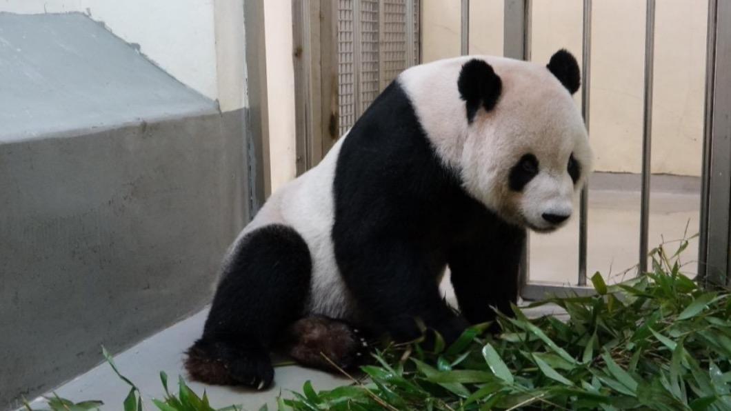台北動物園的明星大貓熊「團團」病情惡化。（圖／台北市立動物園提供）