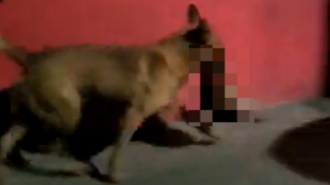 流浪狗叼著人頭的影片在網上瘋傳。（圖／翻攝自推特＠HanniaNovell）