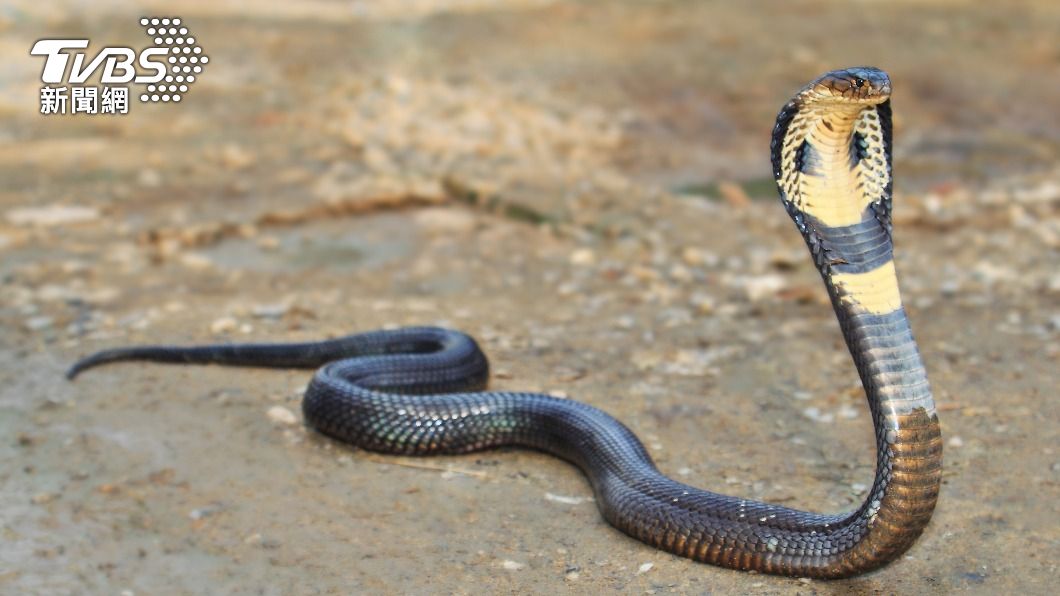 印尼一名弄蛇人飼養一條眼鏡蛇當寵物5年時間。（示意圖／shutterstock 達志影像）
