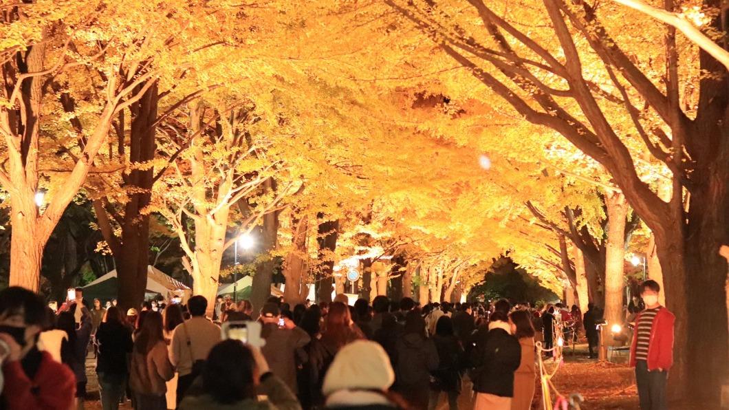 北海道大學銀杏隧道晚秋點燈。（圖 / 翻攝 北大金葉祭 官方推特）