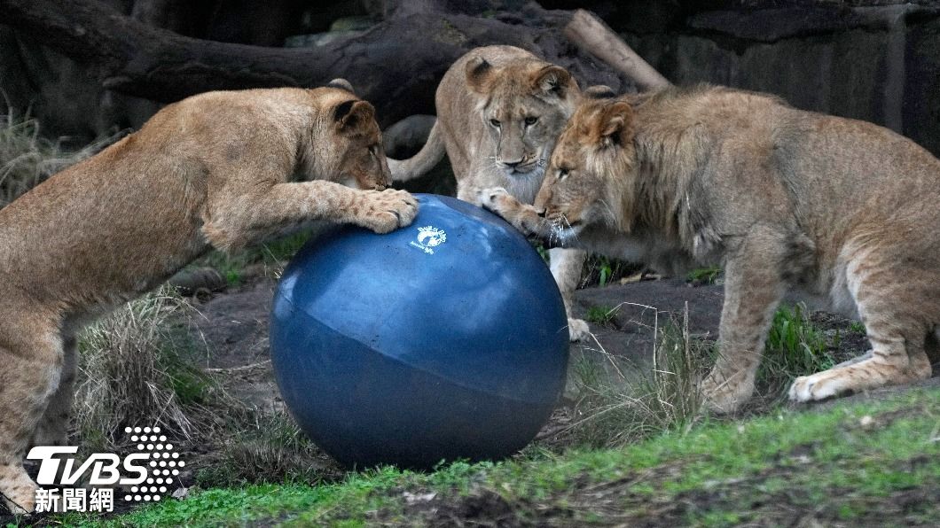 澳洲雪梨塔龍加動物園上演獅子失蹤逃走記，嚇壞園區員工們。（圖/達志影像美聯社）