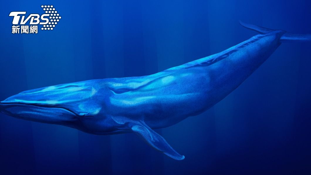 一項研究指出，地球上最大的動物藍鯨，每天都要吞下多達1千萬個塑膠微粒。（示意圖／shutterstock 達志影像）