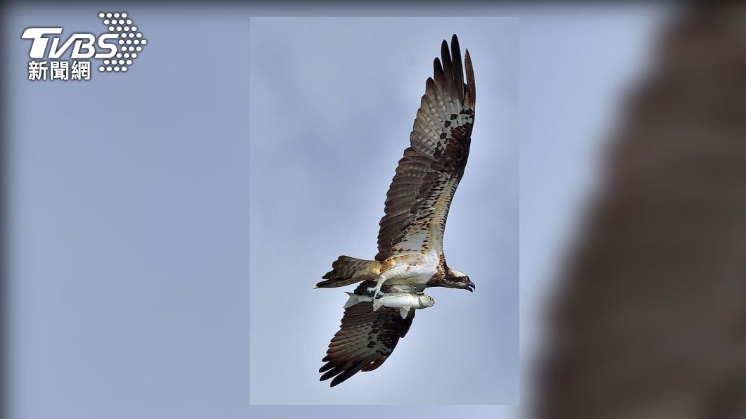 魚鷹捕到魚後飛上空中，被熱愛賞鳥的攝影師捕捉精采的畫面。（圖／Choong John提供）