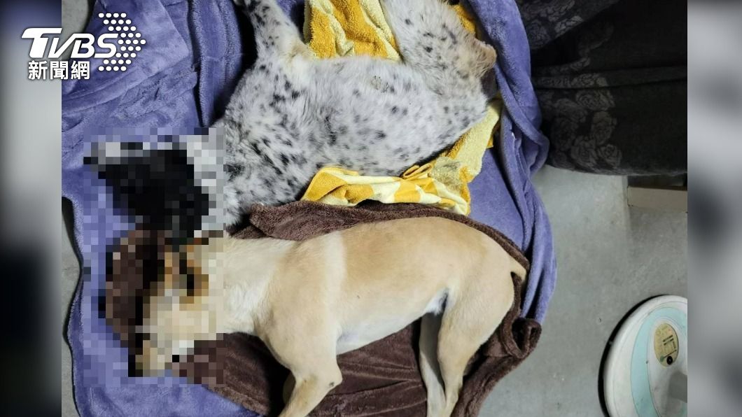 兩隻流浪狗遭毒死。（圖／TVBS）