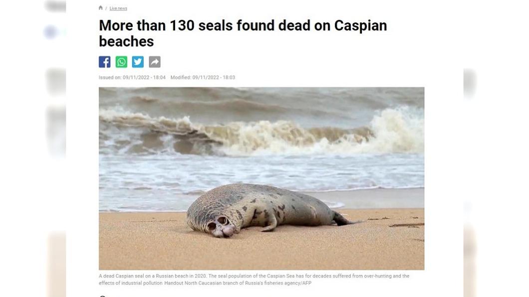 逾百隻裹海海豹死亡。（圖／翻攝自France 24）
