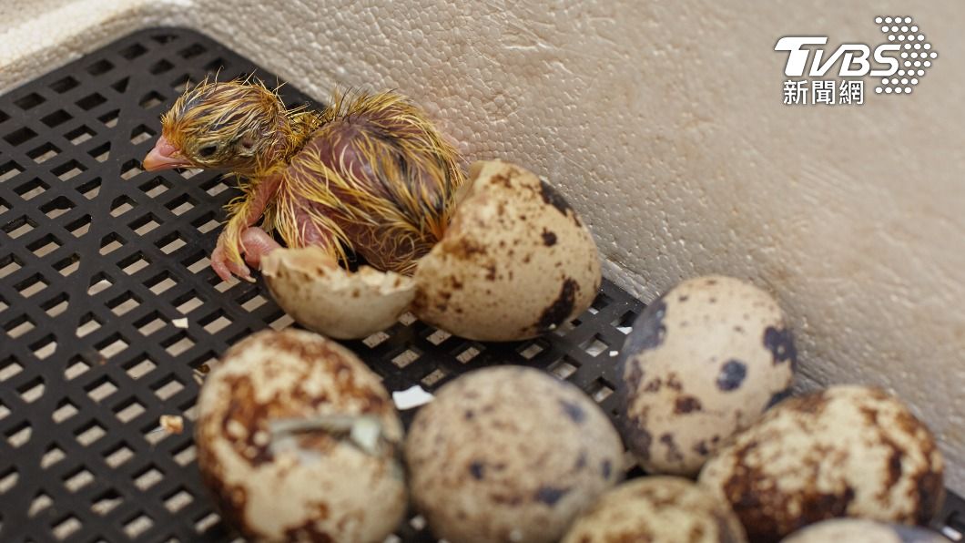 日本一名小學五年級男童從超市買蛋，成功孵出兩隻日本鵪鶉。（示意圖／shutterstock 達志影像）