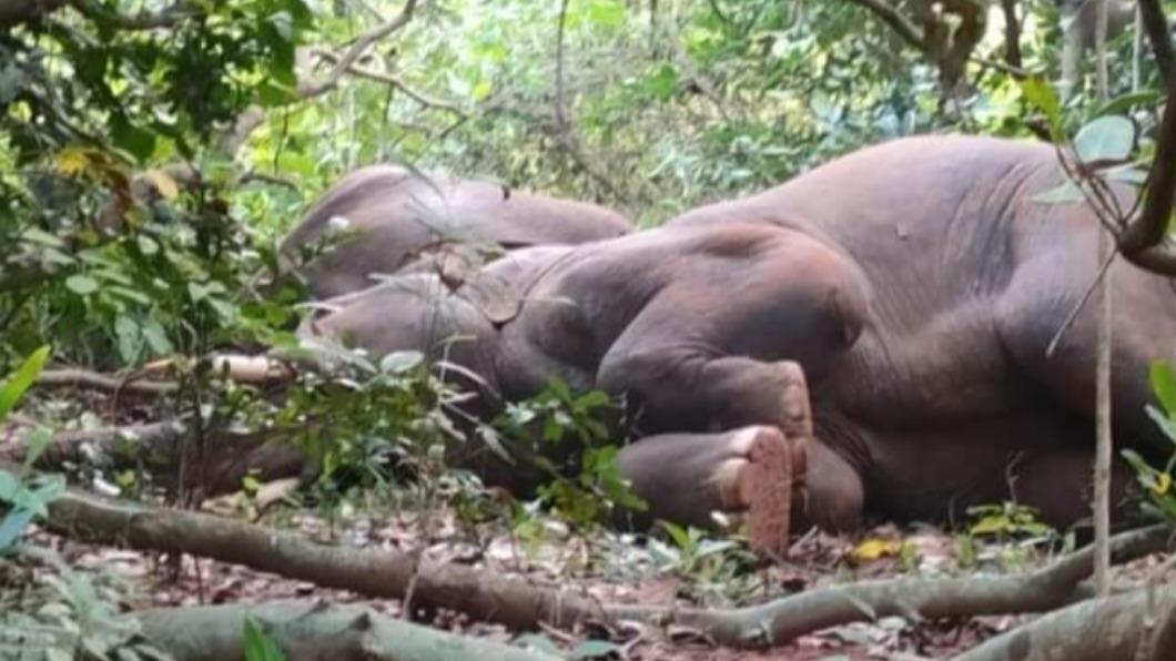 印度多達24隻大象疑因醉酒而大睡。（圖／翻攝自印度地方媒體Sambad English）