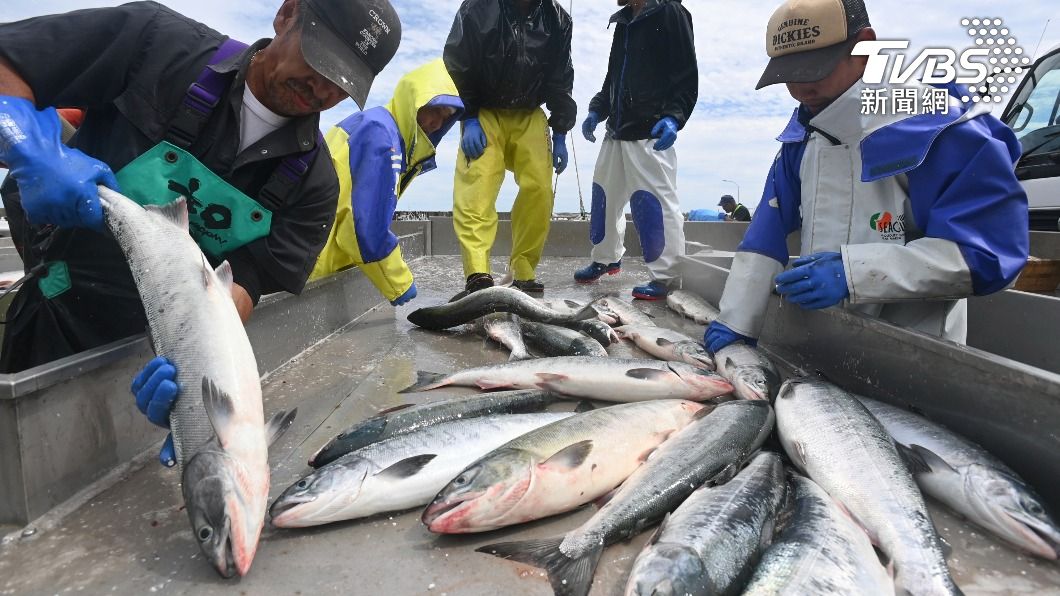 日本北海道的千歲川今年湧入50萬隻迴游的鮭魚。圖非當事河域。（圖／達志影像美聯社）