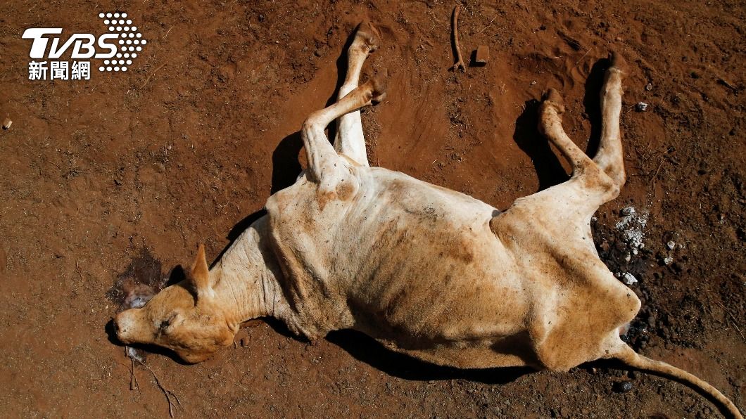 東非面臨嚴重乾旱，肯亞泰塔塔維塔郡（Taita-Taveta County）一頭牛虛弱倒地。（圖／達志影像路透社）
