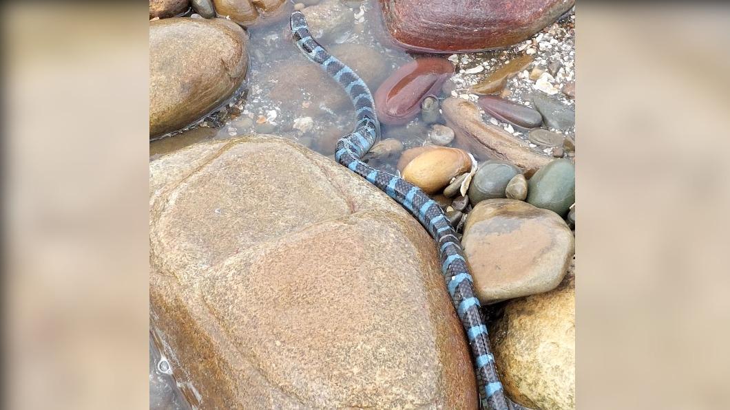 一名女子表示，日前到苗栗後龍海邊玩，竟發現海蛇。（圖／翻攝自「爆怨公社」臉書）