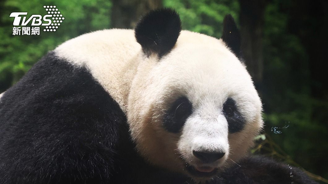 上野動物園的明星大貓熊「香香」將於明年2月至3月被送回中國。（圖／達志影像美聯社）