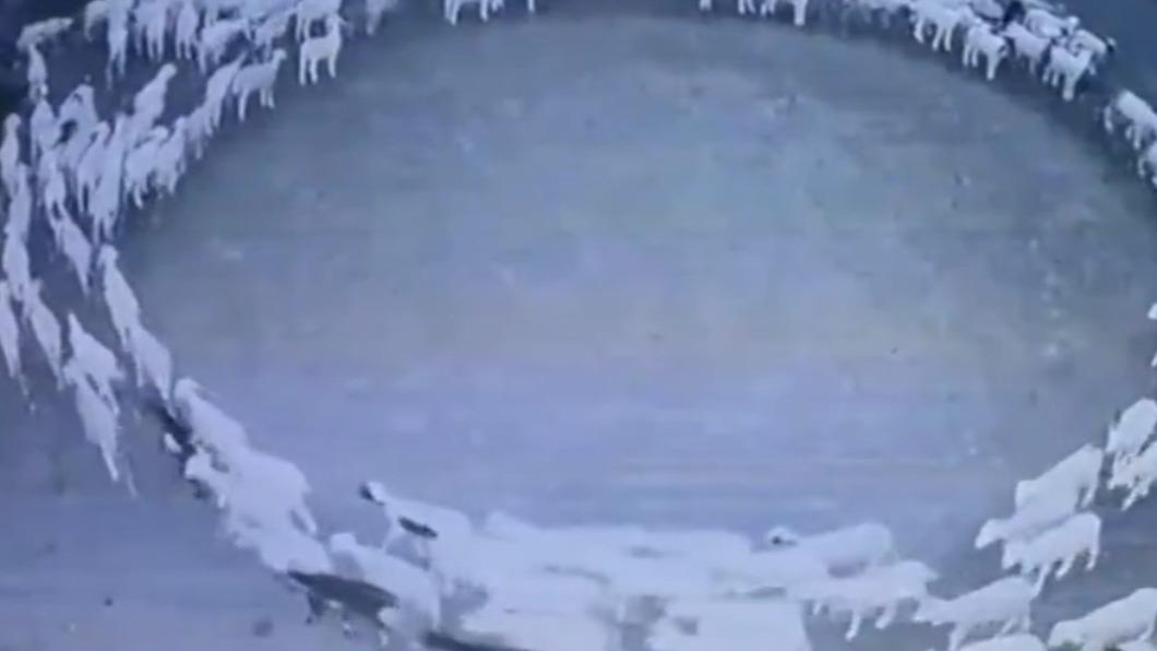 內蒙古有羊群詭異地一直繞圈。（圖／翻攝自推特）