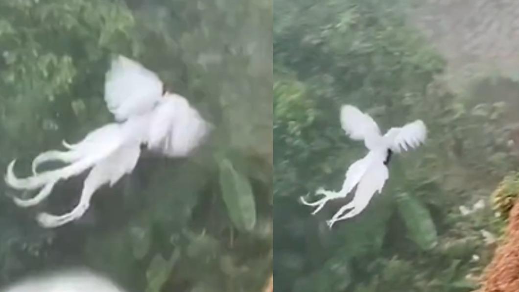超美「白鳳凰」在山谷飛翔。（圖／翻攝自人民網微博）