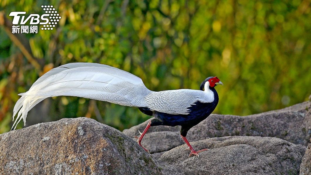 哪位神仙座騎?百年罕遇「白鳳凰」山林翱翔 珍貴來歷曝光│TVBS新聞網
