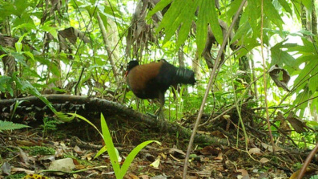 科學家在巴布亞紐幾內亞的森林裡發現一隻消失140年的超稀有鳥類。（圖／翻攝自Re:wild官網）