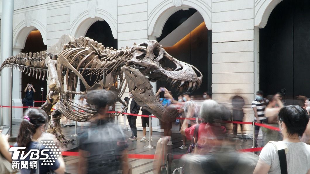 霸王龍「尚神」骨骸化石原訂11月底拍賣，但因骨骸來源被質疑而緊急取消。（圖/達志影像路透社）