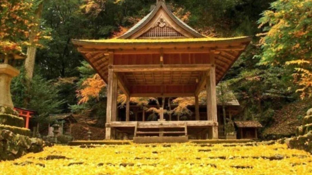 岩戶落葉神社可說是京都秋季銀杏美景秘境。（圖 /「京都市台灣推廣事務所提供」與「©︎MKメディア提供」）